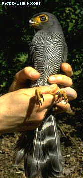 h10500pi-Barred forest-falcon Micrastur ruficollis.jpg