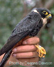 h10530pi-Bat falcon Falco rufigularis.jpg