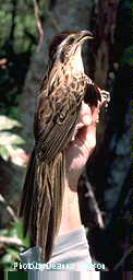 h11760pi-Striped Cuckoo (Tapera naevia).jpg