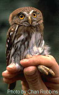h03800pi-Ferruginous Pygmy-owl (Glaucidium brasilianum).jpg