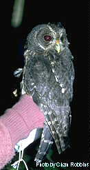 h03671pi-Mottled wood owl Ciccaba virgata.jpg