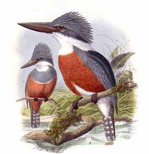 Ringed Kingfisher (Megaceryle torquata) Keulemans.jpg