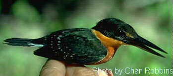 h13550pi-American Pygmy Kingfisher, Chloroceryle aenea.jpg