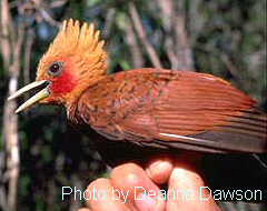 h14000pi-Chestnut-coloured Woodpecker (Celeus castaneus).jpg