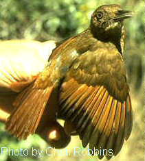 h14310pi-Tawny-winged woodcreeper Dendrocolaptes anabatina.jpg