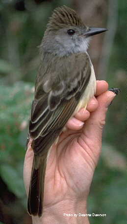 h04530pi-Brown-crested Flycatcher, Myiarchus tyrannulus.jpg