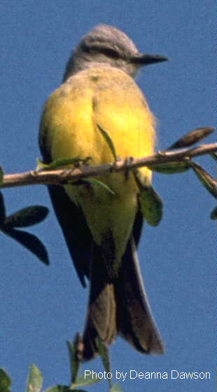 h04460pi-Tropical Kingbird (Tyrannus melancholicus).jpg