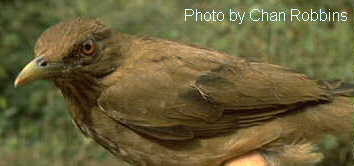 h07621pi-Clay-colored Robin or Clay-colored Thrush (Turdus grayi).jpg