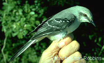 h17100pi-Tropical Mockingbird (Mimus gilvus).jpg