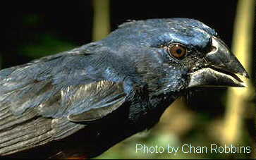 h18600pi-Blue-black Grosbeak (Cyanocompsa cyanoides).jpg