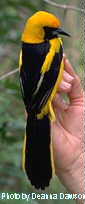 h19320pi-Yellow-tailed Oriole (Icterus mesomelas).jpg