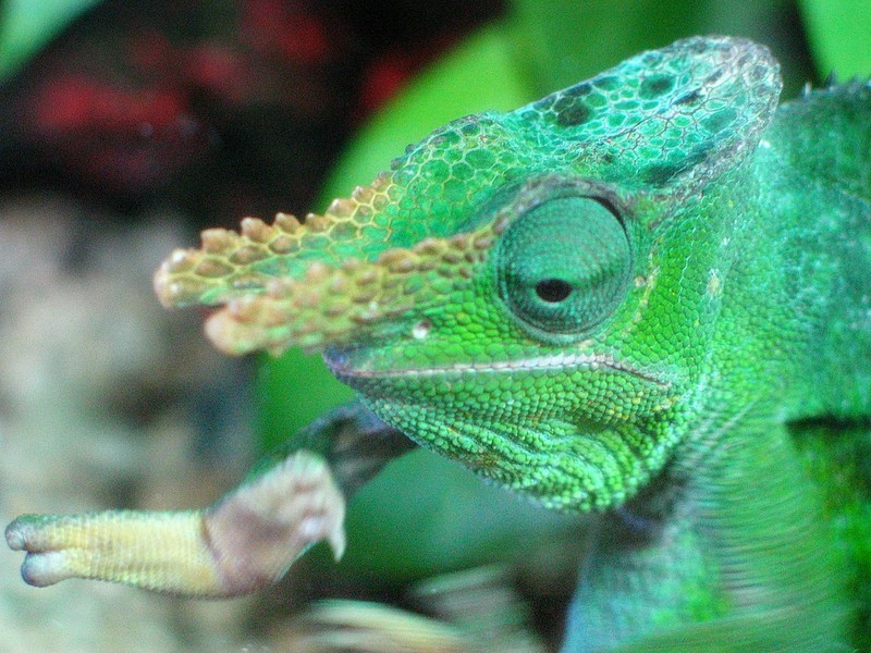 Fischer\'s or Two-horned chameleon (Bradypodion fischeri).jpg