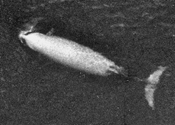 Cuvier\'s Beaked Whale (Ziphius cavirostris)-swfsc.jpg