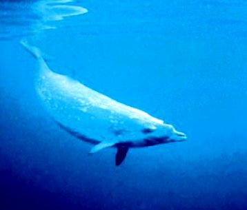 Blainville\'s Beaked Whale (Mesoplodon densirostris), Dense-beaked Whale.jpg