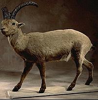 Pyrenean Ibex (Capra pyrenaica pyrenaica).gif