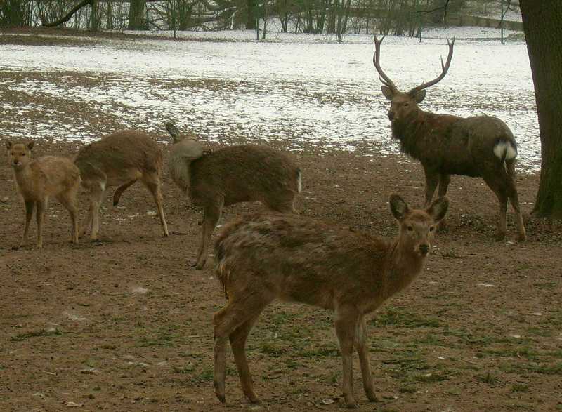 Pekin or Dybowski\'s Sika Deer (Cervus nippon hortulorum) Winter.jpg