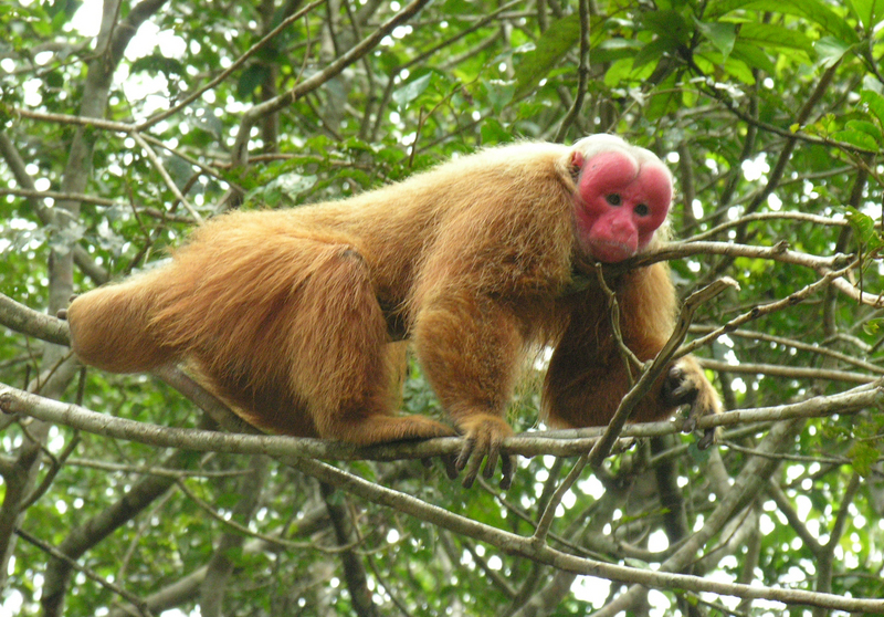 Male Red Uakari - Bald-headed Uakari (Cacajao calvus).jpg