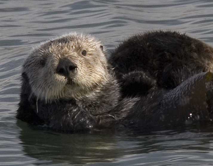 Sea Otter (Enhydra lutris) cropped.jpg