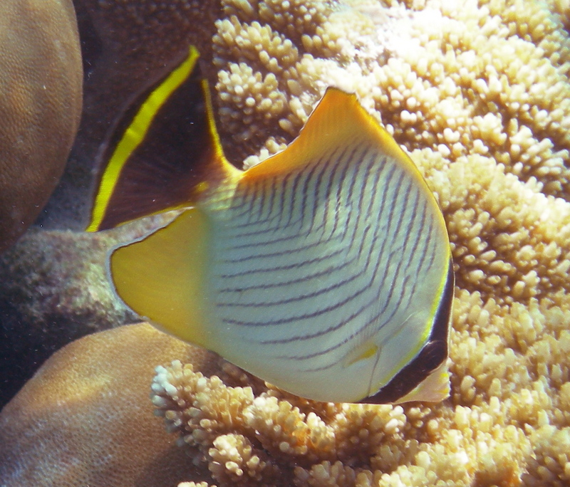 Chevron Butterflyfish (Chaetodon trifascialis), v-lined or triangulate butterfly fish.jpg