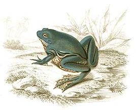 Pseudis merianae-Shrinking or Paradoxical Frog (Pseudis paradoxa).jpg