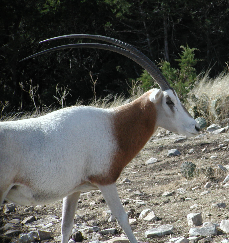 Scimitar-Horned Oryx (Oryx dammah).jpg