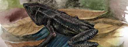 437x162 initiatives amphibians rhinella rostrata - Mesopotamia Beaked Toad.jpg