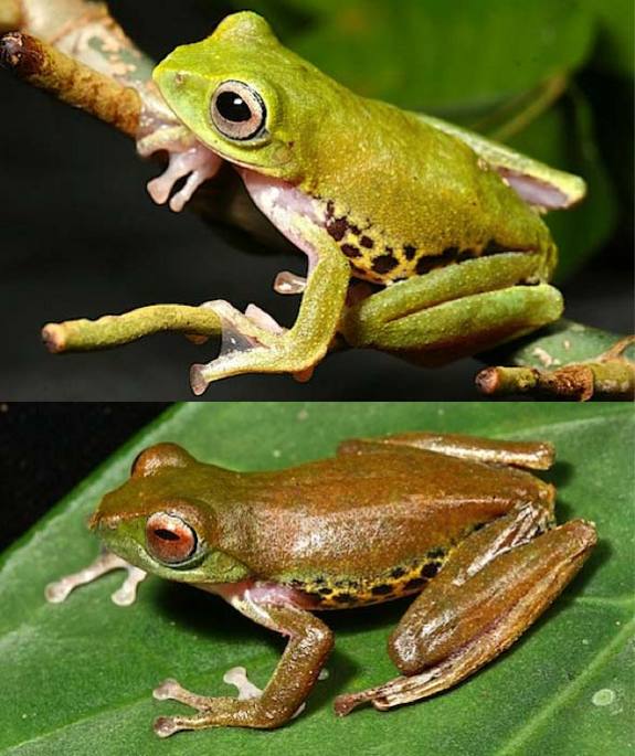 color-changing-frog-02 - Rhacophorus penanorum.jpg