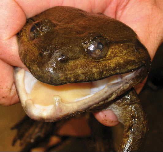 090925-fanged-frog-02 - Limnonectes megastomias.jpg
