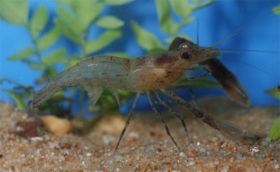 borneo-prawn-100421-02 - Kelian freshwater prawn (Macrobrachium kelianense).jpg