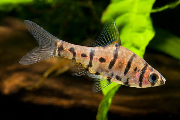 zebra-striped-fish-100421-02 - Eight-banded Barb (Eirmotus insignis).jpg