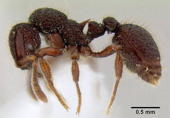borneo-ant-100421-02 - Hairy Ant (Lordomyrma reticulata).jpg