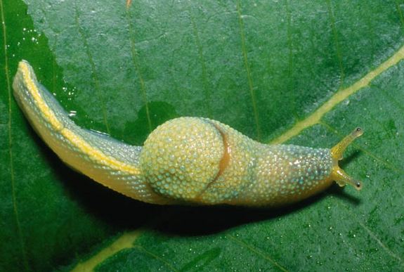 borneo-ninja-slug-100421-02 - Green Shell Slug (Ibycus rachelae).jpg