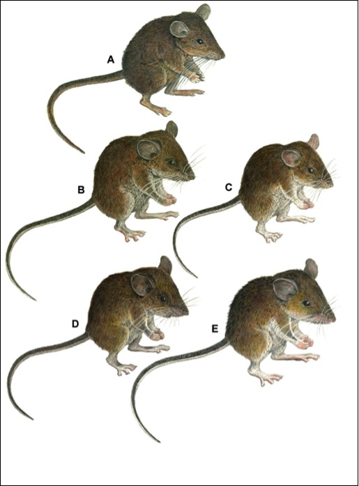 new forest mouse species - Apomys zambalensis brownorum sierrae minganensis banahao magnus aurorae.jpg