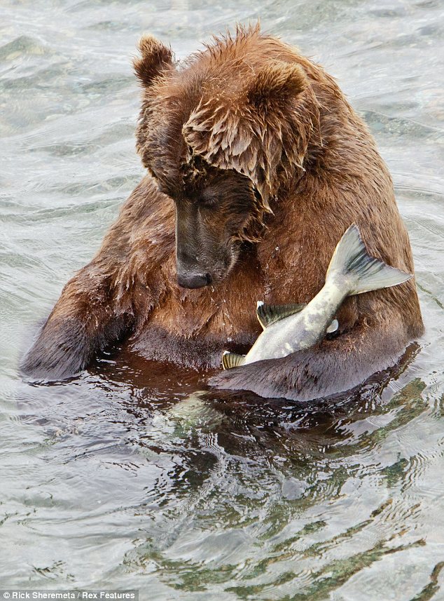 alaskan bear napping with salmon.jpg