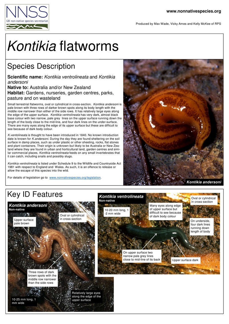 Kontikia Flatworms 1.jpg