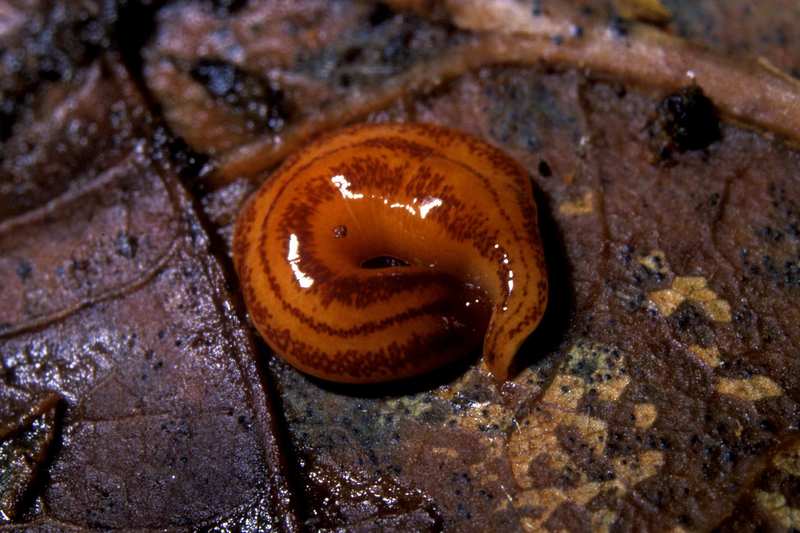 Kontikia andersoni flatworm.jpg