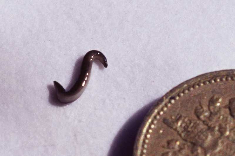 A land flatworm (Microplana terrestris).jpg