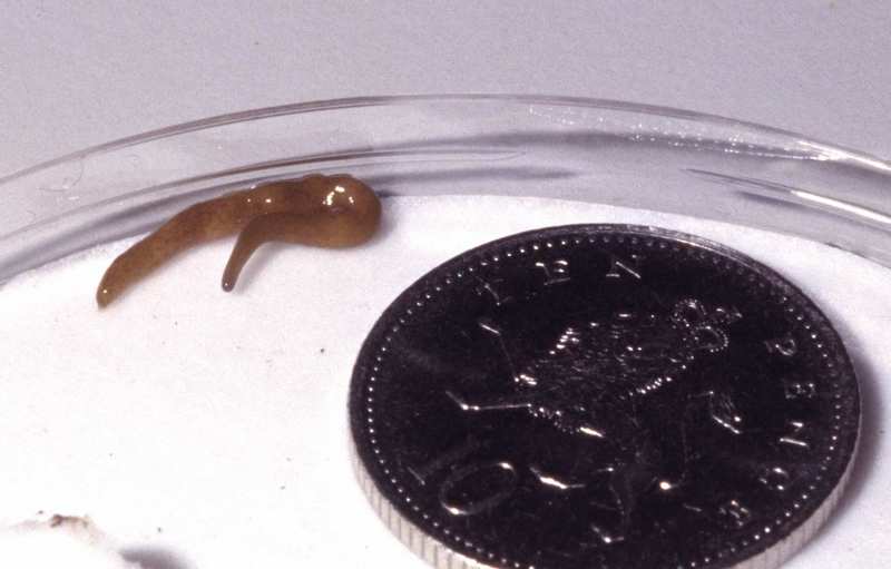 A land flatworm (Microplana scharffi).jpg