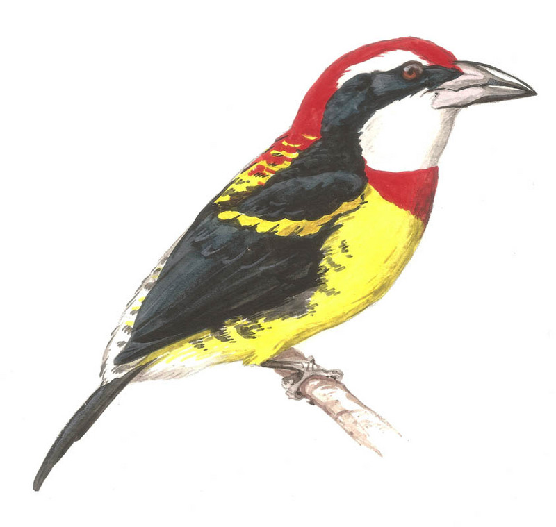 Scarlet-banded Barbet (Capito wallacei).jpg
