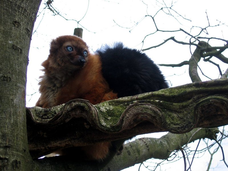 Eulemur macao flavifrons - blue-eyed black lemur (Eulemur flavifrons), aka Sclater\'s lemur.jpg