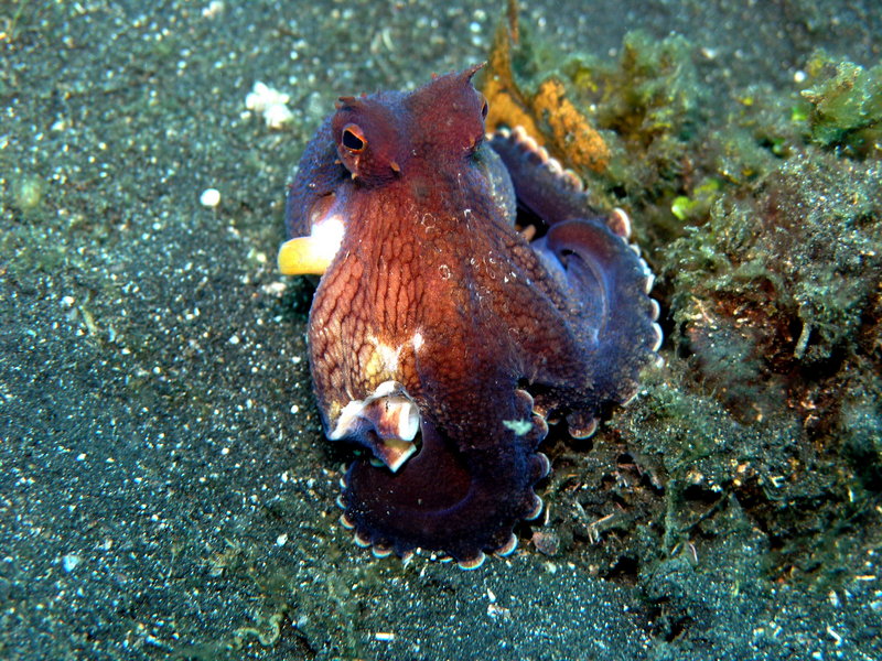 Octopus marginatus2 - Amphioctopus marginatus, coconut octopus, veined octopus.JPG