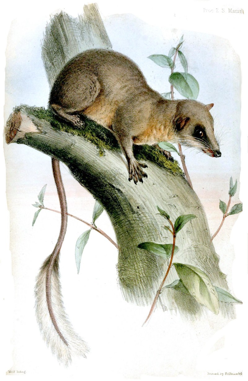 pen-tailed tree-shrew (Ptilocercus lowii) treeshrew.jpg