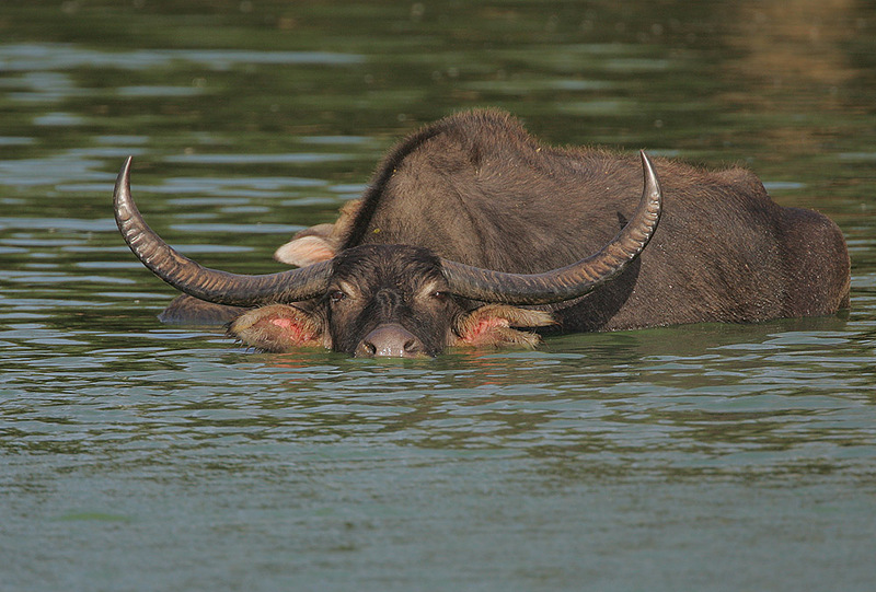 Flickr - Rainbirder - Bull Water Buffalo - Wild Water Buffalo (Bubalus arnee).jpg