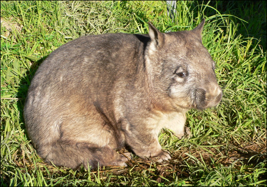 northern hairy-nosed wombat (Lasiorhinus krefftii).jpg