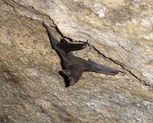 Seychelles-Sheath-Tailed-Bat-496x400 - Seychelles sheath-tailed bat, Coleura seychellensis.jpg