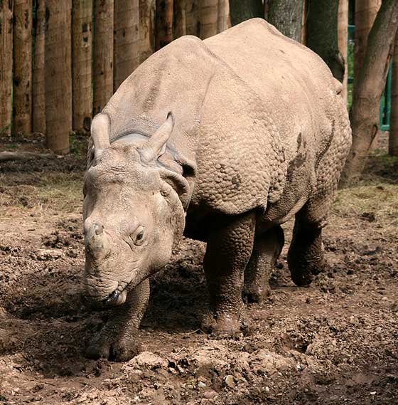javan-rhino - Javan rhinoceros (Sunda rhinoceros), lesser one-horned rhinoceros (Rhinoceros sondaicus).jpg