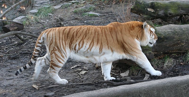 800px-Golden tiger 3 - Buffalo Zoo - Golden Tabby Tiger, Strawberry Tiger (Panthera tigris tigris).jpg