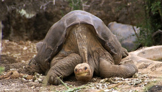 Lonesome-George-560x320 - Pinta Island tortoise, Abingdon Island giant tortoise (Chelonoidis nigra abingdonii).jpg