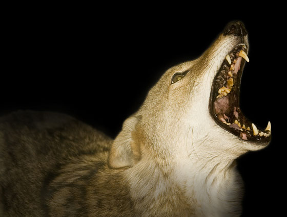Red-Wolf1 - The red wolf (Canis lupus rufus, Canis rufus).jpg