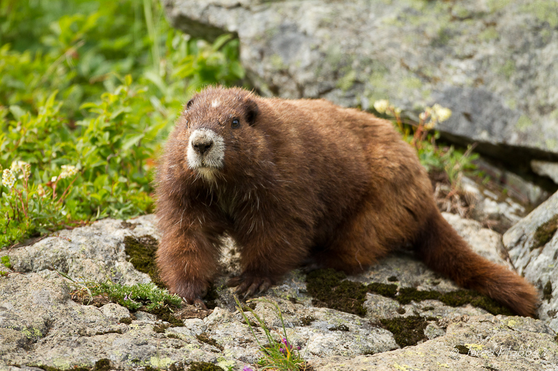 bmava-2011-3804 - Vancouver Island marmot (Marmota vancouverensis).jpg